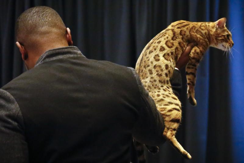 Cat breeder Anthony Hutcherson shows off a Bengal Cat on Monday in New York. The Bengal Cat will be featured at the 141st Westminster Kennel Club Dog Show in a non-competitive "meet the breeds" exhibition, where cats will be shown for the first time. Cat breeder Anthony Hutcherson shows off a Bengal Cat on Monday in New York. The Bengal Cat will be featured at the 141st Westminster Kennel Club Dog Show in a non-competitive "meet the breeds" exhibition, where cats will be shown for the first time.