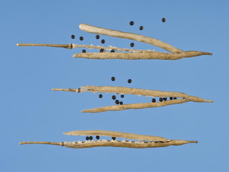 Warmer temperatures are making canola and possibly other brassica seedpods open too early, reducing crop yields. Warmer temperatures are making canola and possibly other brassica seedpods open too early, reducing crop yields.