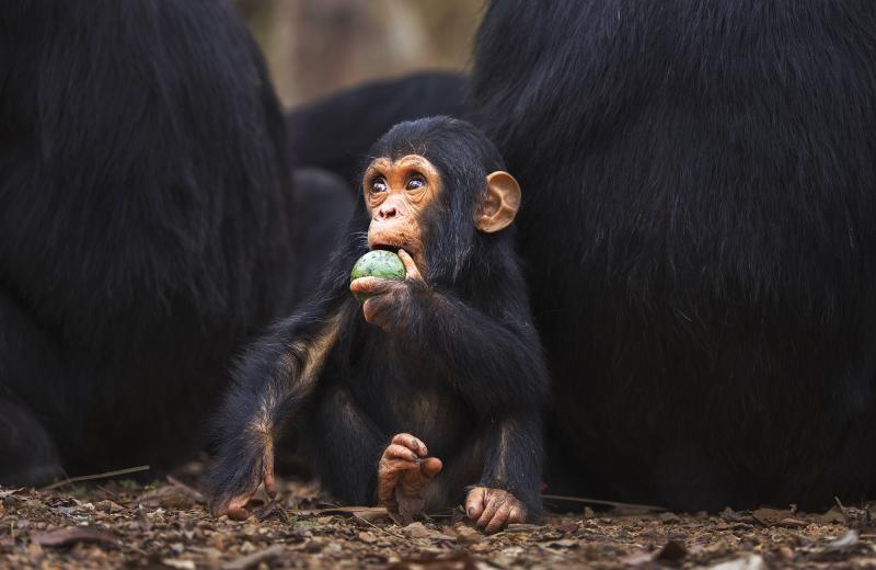 Compared to leaf-eaters, primates who ate fruit had around 25 percent more brain tissue. Compared to leaf-eaters, primates who ate fruit had around 25 percent more brain tissue.