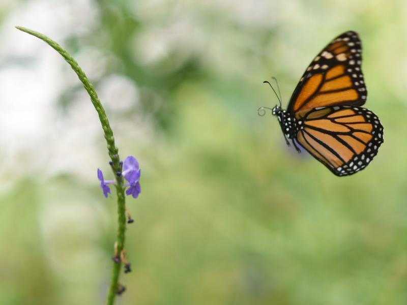 Millions of monarch butterflies arrive each year in Mexico after travelling, in some cases, thousands of miles from the United States and Canada. Millions of monarch butterflies arrive each year in Mexico after travelling, in some cases, thousands of miles from the United States and Canada.