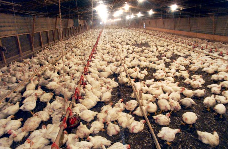 A chicken house in Seagrove, N.C. North Carolina is one of the country's largest poultry producers. As farms move closer to residential areas, neighbors are complaining that the waste generated is a potential health hazard. A chicken house in Seagrove, N.C. North Carolina is one of the country's largest poultry producers. As farms move closer to residential areas, neighbors are complaining that the waste generated is a potential health hazard.