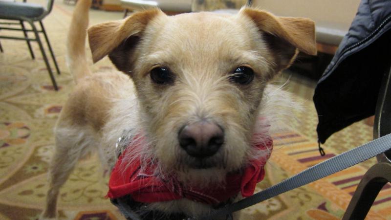 Winston prepares for the hunt. Sure, he's adorable. But can he learn to sniff out fancy truffles? Winston prepares for the hunt. Sure, he's adorable. But can he learn to sniff out fancy truffles?