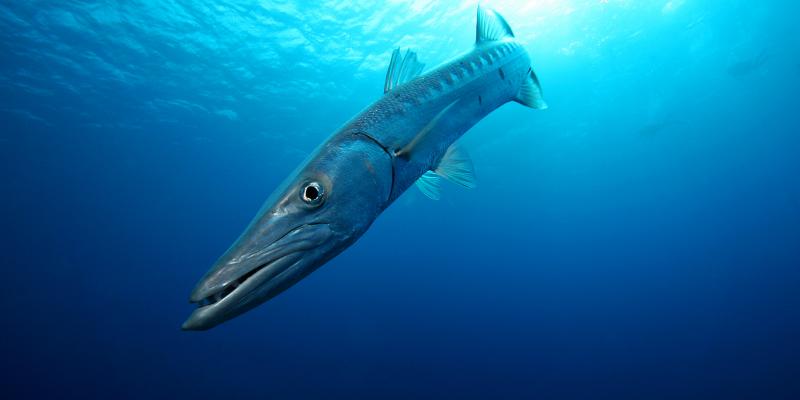 Barracuda are one kind of fish that has been implicated in poisoning with ciguatera toxin. Barracuda are one kind of fish that has been implicated in poisoning with ciguatera toxin.