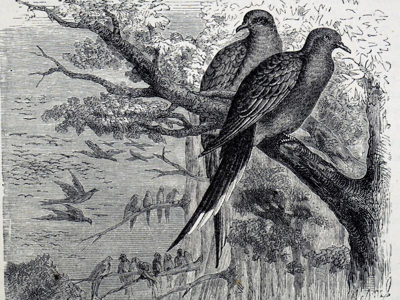An engraving dating from the 19th century depicts passenger pigeons, once one of the most common birds in North America but now extinct because of overhunting and deforestation. An engraving dating from the 19th century depicts passenger pigeons, once one of the most common birds in North America but now extinct because of overhunting and deforestation.