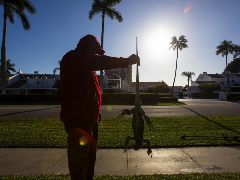 A man holds a cold-stunned iguana outside an apartment complex in West Palm Beach, Fla., on Wednesday. "This isn't something we usually forecast, but don't be surprised if you see iguanas falling from the trees tonight as lows drop into the 30s and 40s," A man holds a cold-stunned iguana outside an apartment complex in West Palm Beach, Fla., on Wednesday. "This isn't something we usually forecast, but don't be surprised if you see iguanas falling from the trees tonight as lows drop into the 30s and 40s,"