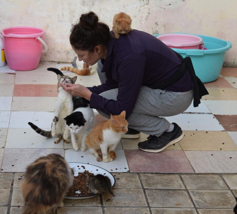 Volunteer Kaitlyn Schultz spends her Saturdays tending to some 50 cats on this Rabat rooftop. Volunteer Kaitlyn Schultz spends her Saturdays tending to some 50 cats on this Rabat rooftop.