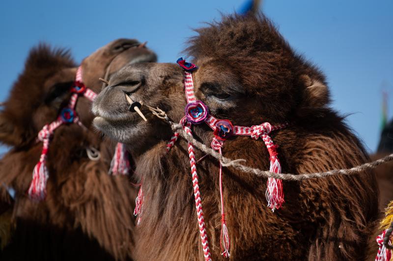 The domesticated Bactrian camel is the largest species of camel in the world. They are able to withstand the harsh terrain of Central and East Asia. Adapted to keep sand at bay, the camels have two rows of eyelashes and sealable nostrils. The domesticated Bactrian camel is the largest species of camel in the world. They are able to withstand the harsh terrain of Central and East Asia. Adapted to keep sand at bay, the camels have two rows of eyelashes and sealable nostrils.