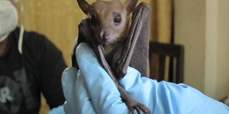 Ecologists found signs of Ebola in a Rousettus leschenaultii fruit bat. These bats are widespread across south Asia, from India to China. Ecologists found signs of Ebola in a Rousettus leschenaultii fruit bat. These bats are widespread across south Asia, from India to China.