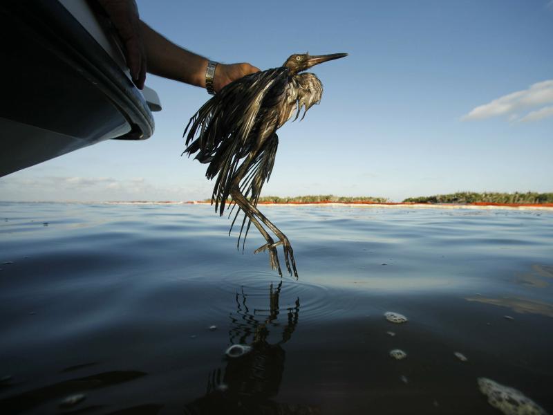 Companies would no longer face the threat of prosecution for accidentally killing or injuring birds. Companies would no longer face the threat of prosecution for accidentally killing or injuring birds.