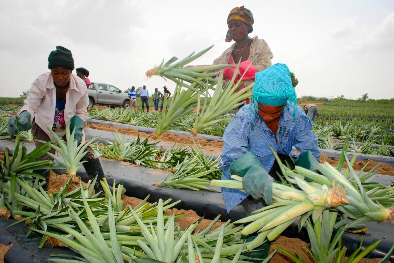 Workers prepare pineapple seedlings for planting at the Gold Coast Fruits farm in Ghana. Workers prepare pineapple seedlings for planting at the Gold Coast Fruits farm in Ghana.