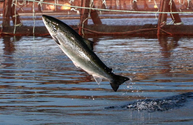 Washington has eight Atlantic salmon net pens. There are two types: commercial net pens for raising Atlantic salmon and enhancement net pens for wild salmon that will eventually be released. Washington has eight Atlantic salmon net pens. There are two types: commercial net pens for raising Atlantic salmon and enhancement net pens for wild salmon that will eventually be released.