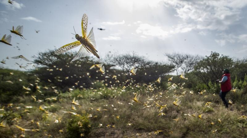 Desert locusts jump up from the ground and fly away as a cameraman walks past earlier this month in Kenya's Nasuulu conservancy. Desert locusts jump up from the ground and fly away as a cameraman walks past earlier this month in Kenya's Nasuulu conservancy.