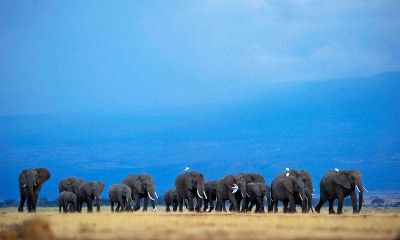 Botswana has the world's largest elephant population, with some 130,000 animals. Botswana has the world's largest elephant population, with some 130,000 animals.