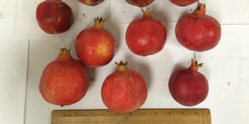 These pomegranates are about an inch smaller than the typical size, but they're packed with antioxidants. These pomegranates are about an inch smaller than the typical size, but they're packed with antioxidants.