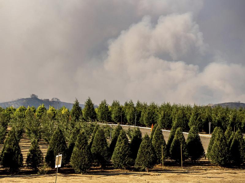 Smoke from the Bond Fire billows above Peltzer Pines Christmas tree farm in Orange County, Calif., on Dec. 3, 2020. Extreme weather and supply chain issues could make Christmas trees harder to come by this holiday season. Smoke from the Bond Fire billows above Peltzer Pines Christmas tree farm in Orange County, Calif., on Dec. 3, 2020. Extreme weather and supply chain issues could make Christmas trees harder to come by this holiday season.