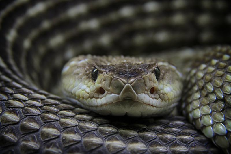 The antivenin market for treating bites from rattlesnakes and other pit vipers might be considered a case study of why drug prices are so high. Head-to-head competition between brand-name medicines may not meaningfully reduce prices. The antivenin market for treating bites from rattlesnakes and other pit vipers might be considered a case study of why drug prices are so high. Head-to-head competition between brand-name medicines may not meaningfully reduce prices.