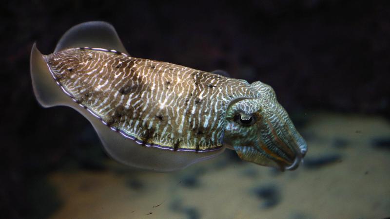 A cuttlefish swims in an aquarium at the Scientific Center of Kuwait in 2016. Cuttlefish showed impressive self-control in an adaptation of the classic "marshmallow test." A cuttlefish swims in an aquarium at the Scientific Center of Kuwait in 2016. Cuttlefish showed impressive self-control in an adaptation of the classic "marshmallow test."