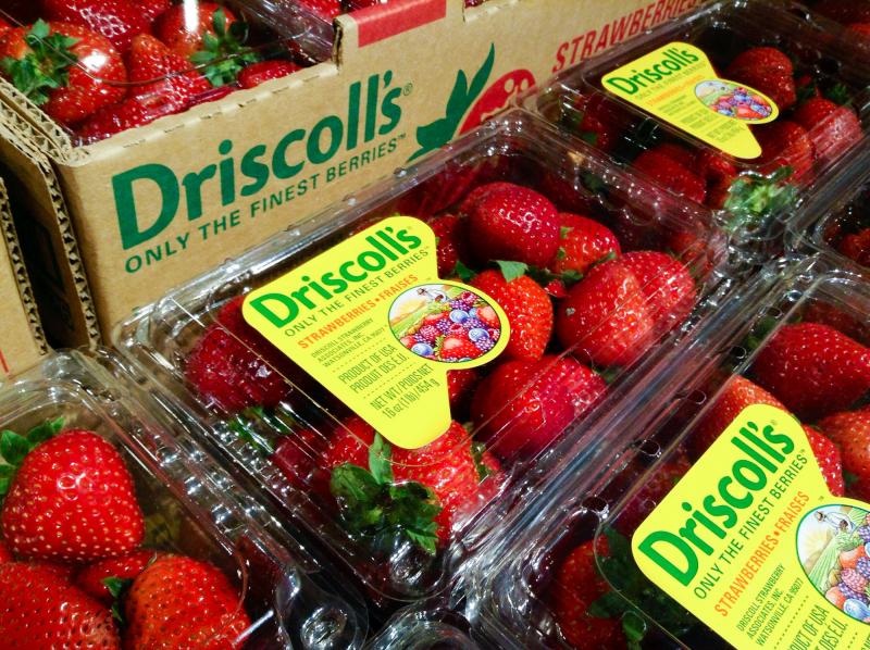 Driscoll's, the largest berry producer in the world, now grows about the same quantity of raspberries and strawberries in Mexico as it does in California. Many American producers have recently expanded their production to Mexico. Driscoll's, the largest berry producer in the world, now grows about the same quantity of raspberries and strawberries in Mexico as it does in California. Many American producers have recently expanded their production to Mexico.