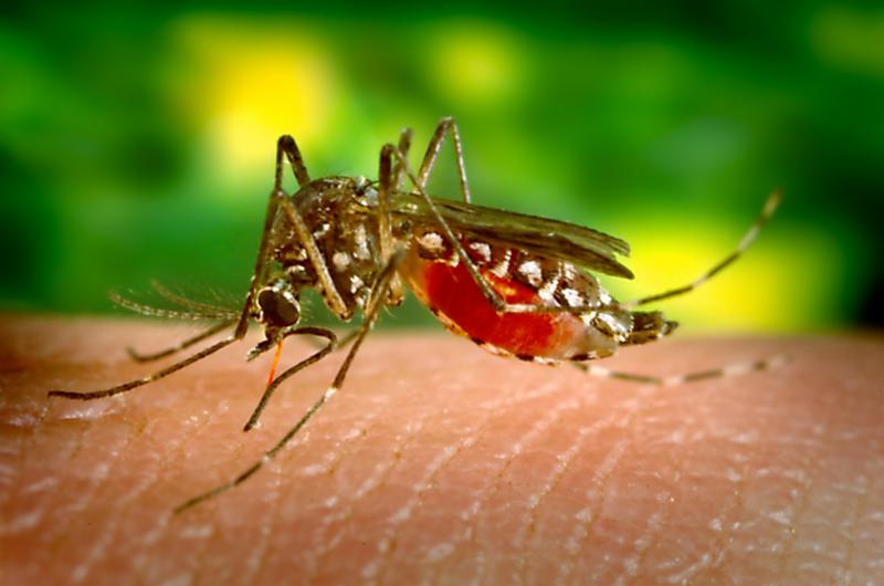 A female Aedes aegypti mosquito feeds on human skin. A female Aedes aegypti mosquito feeds on human skin.