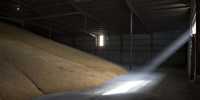 Sunlight streams into a corn storage building at a Michlig Grain storage facility in Sheffield, Illinois, U.S., on Oct. 31, 2014. The price of corn has been falling for months. Sunlight streams into a corn storage building at a Michlig Grain storage facility in Sheffield, Illinois, U.S., on Oct. 31, 2014. The price of corn has been falling for months.