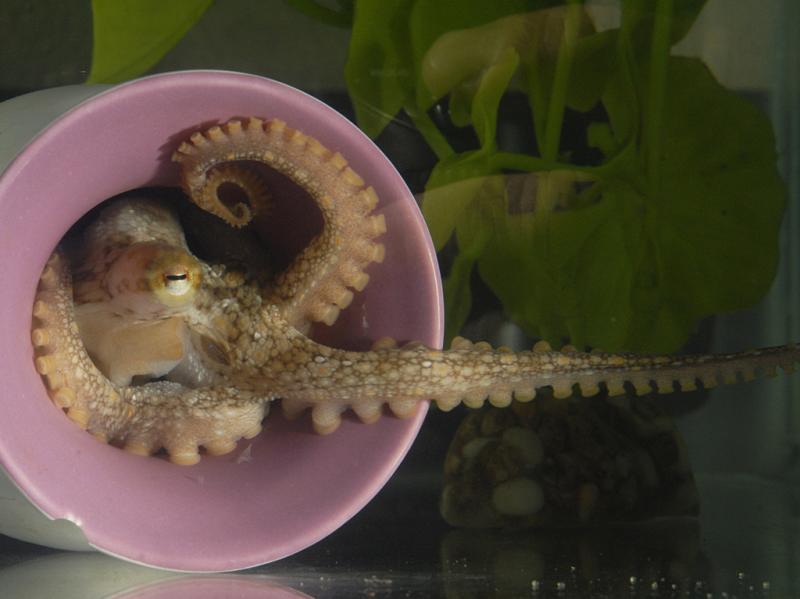 A California two-spot octopus extends a sucker-lined arm from its den. In 2015, this was the first octopus species to have its full genetic sequence published. A California two-spot octopus extends a sucker-lined arm from its den. In 2015, this was the first octopus species to have its full genetic sequence published.
