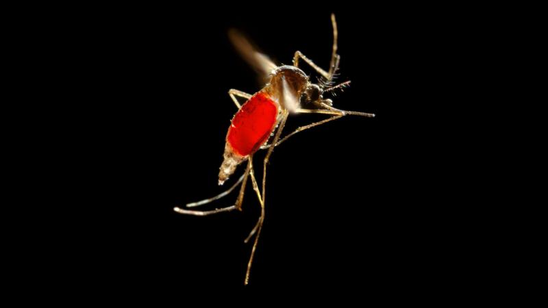 With her blood meal visible through her transparent abdomen, the female Aedes aegypti mosquito takes flight as she leaves her host's skin surface. With her blood meal visible through her transparent abdomen, the female Aedes aegypti mosquito takes flight as she leaves her host's skin surface.