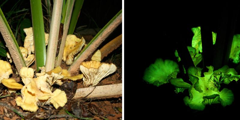 N. gardneri mushrooms grow at the base of young babassu palms in Brazil. A bland tan by day, the fungi emit an eerie green light by night. N. gardneri mushrooms grow at the base of young babassu palms in Brazil. A bland tan by day, the fungi emit an eerie green light by night.
