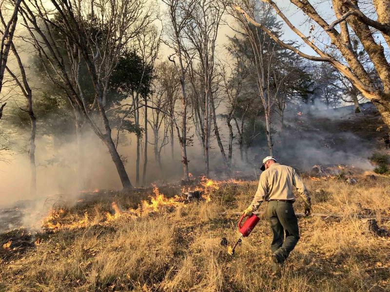 Prescribed burns, like this one in Humboldt County, Calif., reduce the underbrush without destroying trees. Prescribed burns, like this one in Humboldt County, Calif., reduce the underbrush without destroying trees.