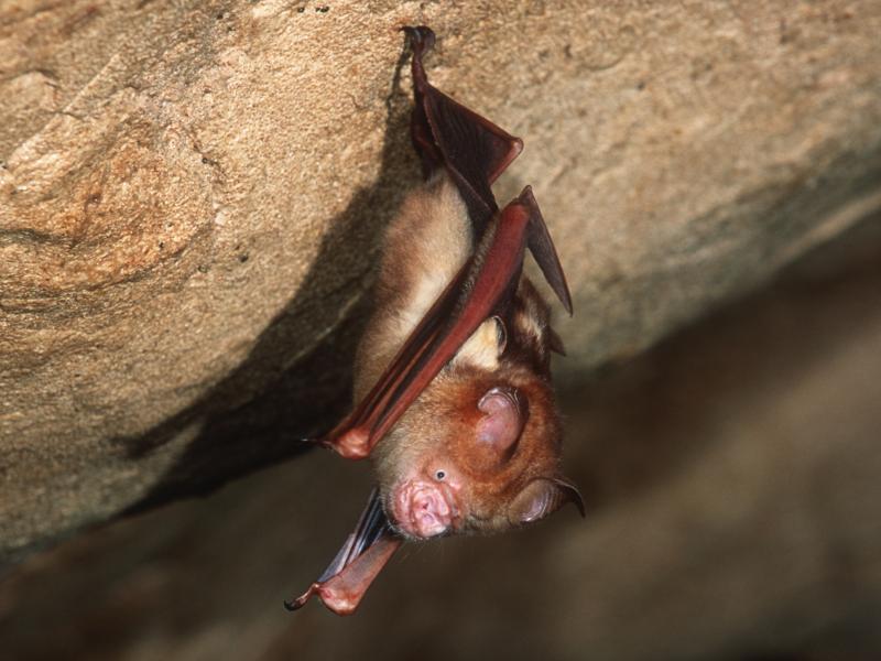 This Bornean horseshoe bat and other bat species can harbor coronaviruses. The nonprofit group EcoHealth Alliance had U.S. government funding for an ongoing research project in China on bats and coronaviruses — until the money was cut on April 24. This Bornean horseshoe bat and other bat species can harbor coronaviruses. The nonprofit group EcoHealth Alliance had U.S. government funding for an ongoing research project in China on bats and coronaviruses — until the money was cut on April 24.