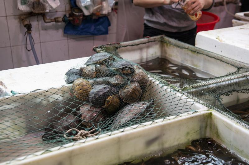 Turtles are among the live animals for sale. Turtles are among the live animals for sale.