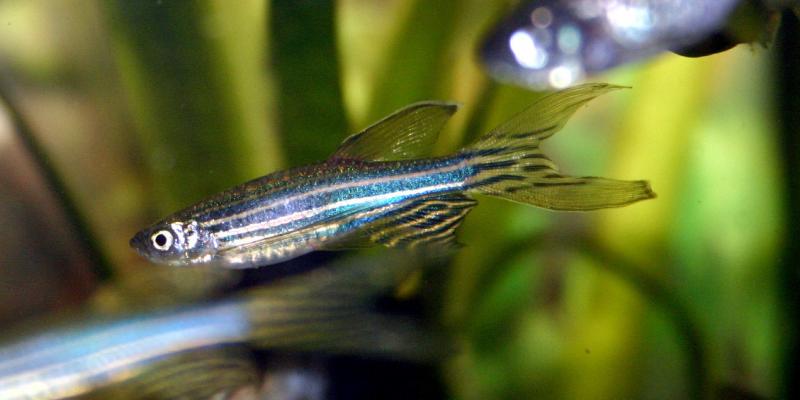 The lowly zebra fish can make its own sunscreen. The lowly zebra fish can make its own sunscreen.