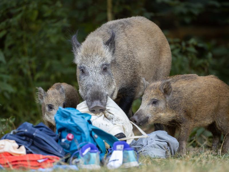 A wild boar and two of its young roam around Teufelssee, or Devil's Lake, in Germany in August. A wild boar and two of its young roam around Teufelssee, or Devil's Lake, in Germany in August.