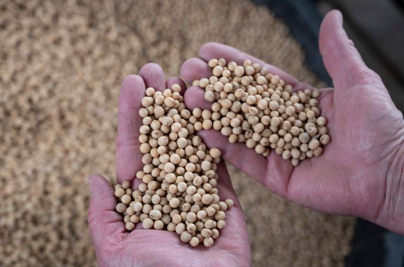 Companies are using new gene-editing tools to alter the DNA of food crops. One of these products is a soybean with a healthier kind of oil. Companies are using new gene-editing tools to alter the DNA of food crops. One of these products is a soybean with a healthier kind of oil.