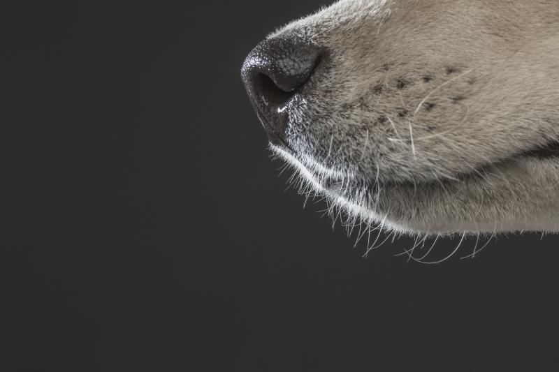 Scientists once compared the abilities of humans versus canines in tracking a trail of chocolate essential oil laid down in an open field. Though the humans weren't nearly as proficient as the dogs, they did get better with practice. Scientists once compared the abilities of humans versus canines in tracking a trail of chocolate essential oil laid down in an open field. Though the humans weren't nearly as proficient as the dogs, they did get better with practice.