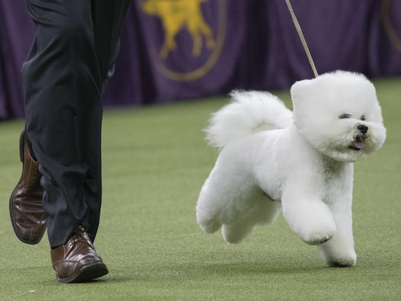 Handler Bill McFadden shows Flynn, a bichon frise, in the best in show competition during the 142nd Westminster Kennel Club Dog Show on Tuesday at Madison Square Garden in New York. Handler Bill McFadden shows Flynn, a bichon frise, in the best in show competition during the 142nd Westminster Kennel Club Dog Show on Tuesday at Madison Square Garden in New York.
