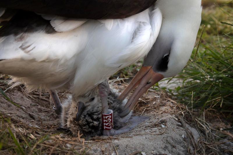 Wisdom, a mōlī or Laysan albatross, and the world's oldest known banded wild bird, hatched a new chick at Midway Atoll on Feb. 1. Wisdom, a mōlī or Laysan albatross, and the world's oldest known banded wild bird, hatched a new chick at Midway Atoll on Feb. 1.