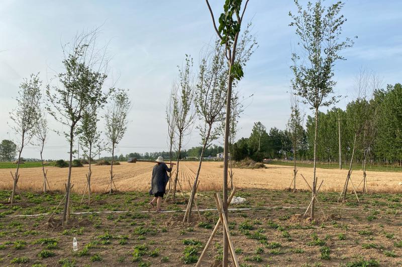 Seasonal agricultural workers plant peanuts next to wheat fields in China's Henan province. With tens of millions of urban and factory jobs lost, many of the newly unemployed have returned to their rural villages. Seasonal agricultural workers plant peanuts next to wheat fields in China's Henan province. With tens of millions of urban and factory jobs lost, many of the newly unemployed have returned to their rural villages.