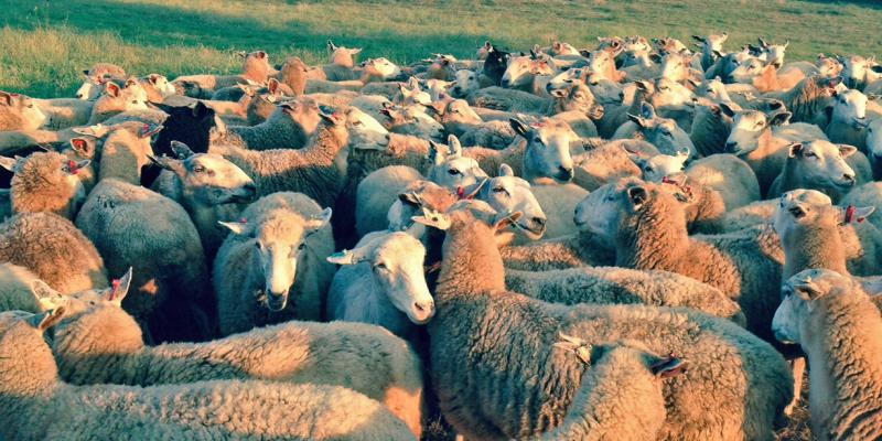 California sheep rancher Dan Macon had to sell almost half of his herd because the drought left him without enough feed. California sheep rancher Dan Macon had to sell almost half of his herd because the drought left him without enough feed.