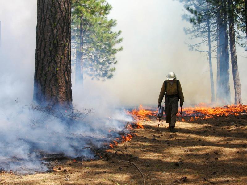 Controlled burns, like this one in Lassen Volcanic National Park, reduce the risk of extreme fires by clearing flammable brush. Controlled burns, like this one in Lassen Volcanic National Park, reduce the risk of extreme fires by clearing flammable brush.