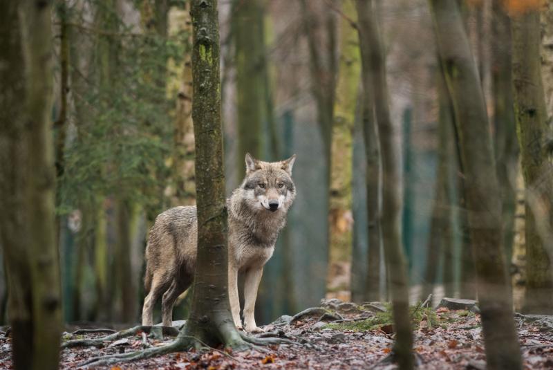 A wolf in its enclosure at the Hexentanzplatz zoo in Thale, northern Germany. A wolf in its enclosure at the Hexentanzplatz zoo in Thale, northern Germany.