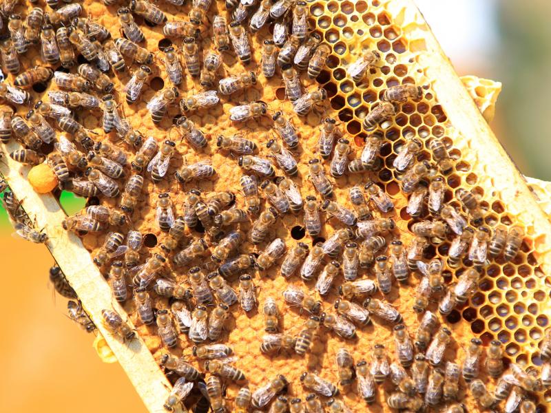 Researchers say they've found a way to let queen bees pass on immunity to a devastating disease called American foulbrood. The infectious disease is so deadly, many states and beekeeping groups recommend burning any hive that's been infected. Here, a fram Researchers say they've found a way to let queen bees pass on immunity to a devastating disease called American foulbrood. The infectious disease is so deadly, many states and beekeeping groups recommend burning any hive that's been infected. Here, a fram
