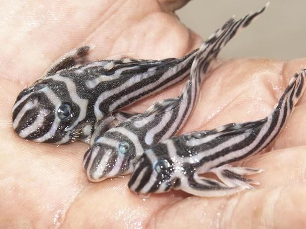 Many seized species die during transportation, such as these Zebra fish - Hypancistrus Zebra - seized by Brazil's Federal Police airport officers. Many seized species die during transportation, such as these Zebra fish - Hypancistrus Zebra - seized by Brazil's Federal Police airport officers.