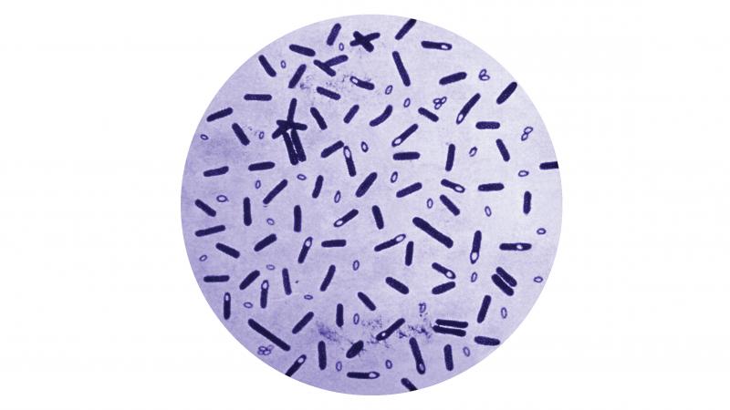 A culture of Clostridium botulinum, stained with gentian violet. A culture of Clostridium botulinum, stained with gentian violet.