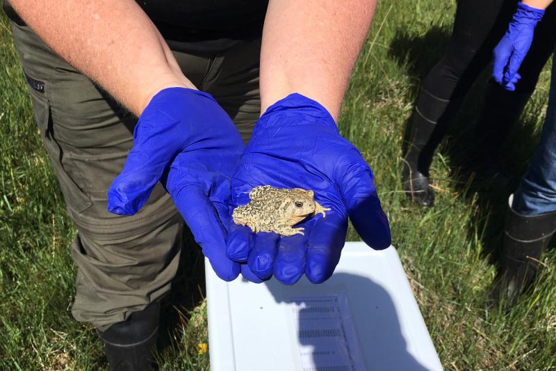 The Wyoming toad population in 1985 totaled 16. Today, there are 1,500 and it remains as one of 12 endangered species in the state. The Wyoming toad population in 1985 totaled 16. Today, there are 1,500 and it remains as one of 12 endangered species in the state.