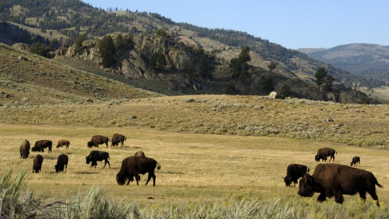 A herd of bison grazes in the Lamar Valley of Yellowstone National Park on Aug. 3, 2016. The park's superintendent has bumped heads with the Trump administration over how many bison the park can sustain. A herd of bison grazes in the Lamar Valley of Yellowstone National Park on Aug. 3, 2016. The park's superintendent has bumped heads with the Trump administration over how many bison the park can sustain.