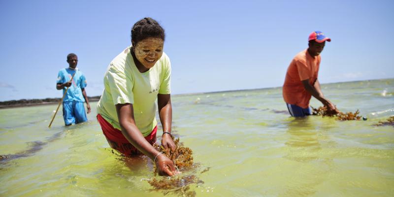 A woman cultivates seaweed off the coast of Madagascar to counter overfishing. She's working with Blue Ventures, a business that supports its conservation projects by giving ecotours. A woman cultivates seaweed off the coast of Madagascar to counter overfishing. She's working with Blue Ventures, a business that supports its conservation projects by giving ecotours.