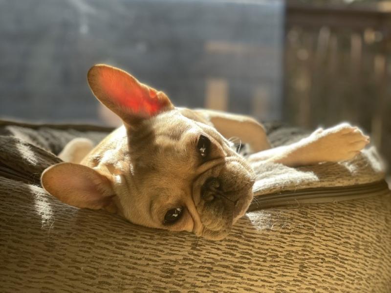 As offices reopen, workers are scrambling to adjust their pets to life outside of the home. As offices reopen, workers are scrambling to adjust their pets to life outside of the home.