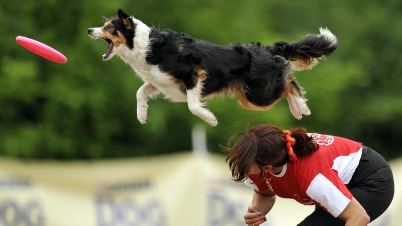 A border collie jumps to catch a flying disc during a competition. New research suggests that dog stress mirrors owner stress, especially in dogs and humans who compete together. A border collie jumps to catch a flying disc during a competition. New research suggests that dog stress mirrors owner stress, especially in dogs and humans who compete together.