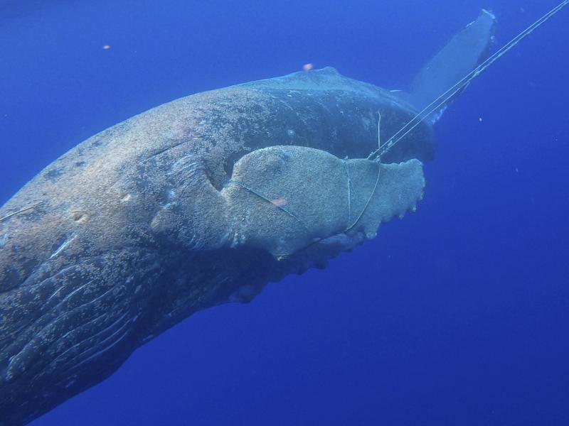 In this photo released by NOAA's Marine Mammal Health and Stranding Response Program is an entangled subadult humpback whale off the Hawaiian island of Maui, on Tuesday. A young humpback whale has been freed of about 100 feet of line entangled in its mout In this photo released by NOAA's Marine Mammal Health and Stranding Response Program is an entangled subadult humpback whale off the Hawaiian island of Maui, on Tuesday. A young humpback whale has been freed of about 100 feet of line entangled in its mout