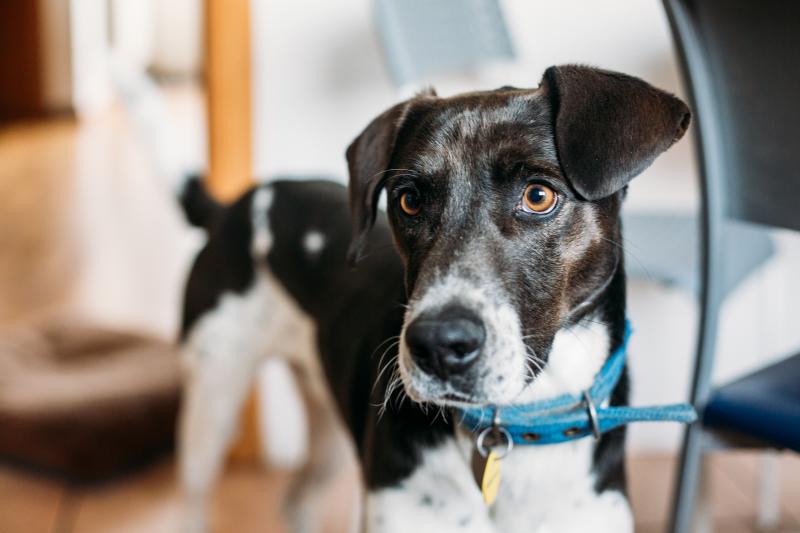 A new study examines whether or not dogs are able to understand the difference between a human's mistake versus active intent to withhold a treat. A new study examines whether or not dogs are able to understand the difference between a human's mistake versus active intent to withhold a treat.